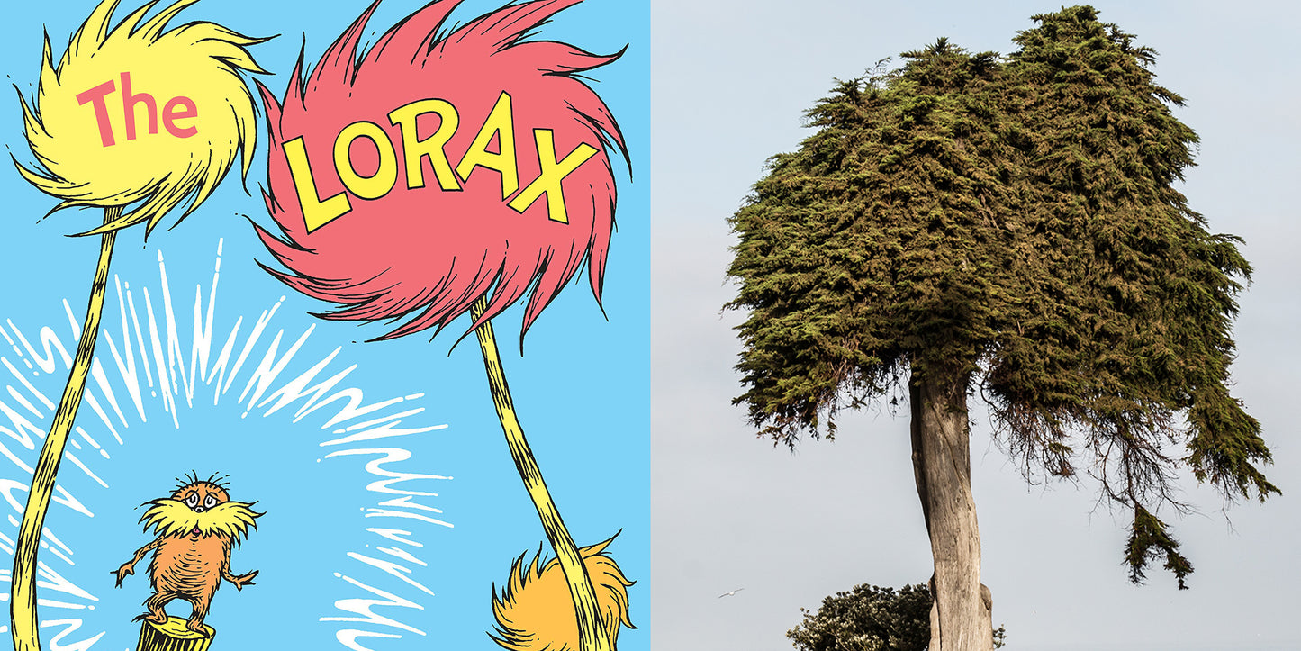 La Jolla Monterey Cypress "The Lorax Tree"