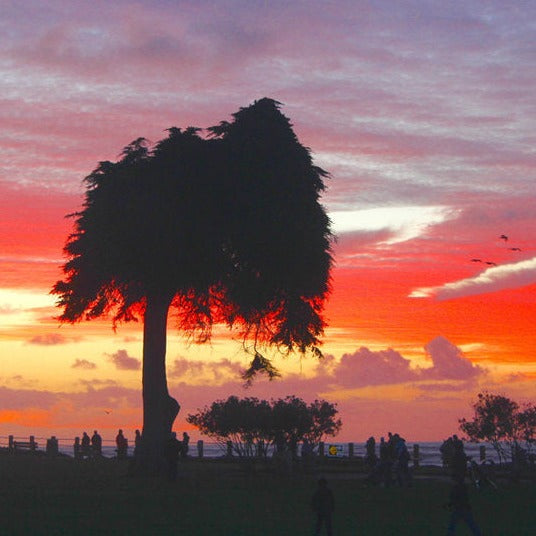 "Unless" | La Jolla Monterey Cypress "The Lorax Tree"