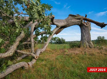 Load image into Gallery viewer, Shawshank Rock Hammer - Made With THE Shawshank Oak