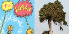 Load image into Gallery viewer, La Jolla Monterey Cypress &quot;The Lorax Tree&quot;