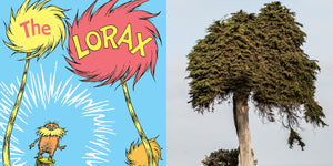 "Unless" | La Jolla Monterey Cypress "The Lorax Tree"